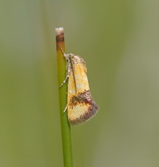 Aristeis chrysoteuches