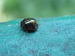 Brachyplatys subaeneus