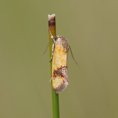 Aristeis chrysoteuches