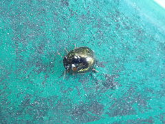 Brachyplatys subaeneus