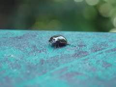 Brachyplatys subaeneus