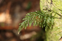 Abrodictyum caudatum