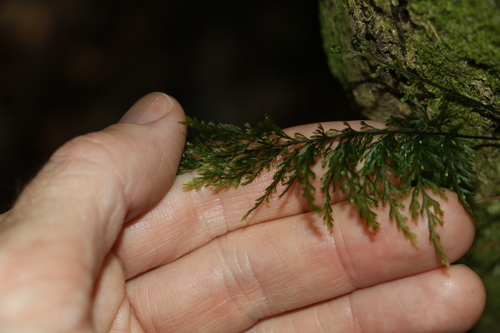 Image of Abrodictyum caudatum by (c) Greg Tasney, some rights reserved (CC BY-SA)