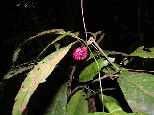 Clerodendrum deflexum (Clerodendrum deflexum)