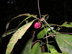 Clerodendrum deflexum