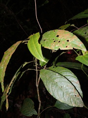 Clerodendrum deflexum