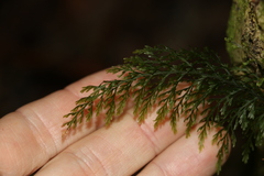 Abrodictyum caudatum