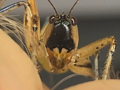 Eschatoceras spinifrons