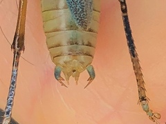 Eschatoceras spinifrons