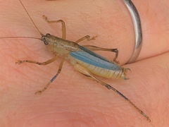 Eschatoceras spinifrons