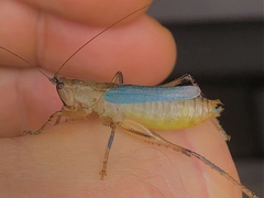 Eschatoceras spinifrons