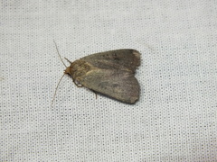 Protolampra sobrina