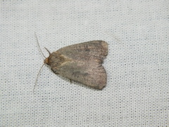 Protolampra sobrina