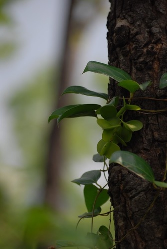 Dioscorea oppositifolia observed 2021-12-01