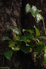 Dioscorea oppositifolia