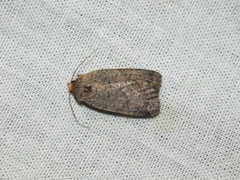 Protolampra sobrina
