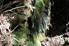 Haplopteris