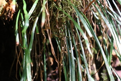 Haplopteris