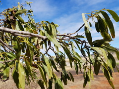 Ehretia saligna membranifolia
