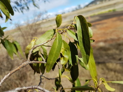 Ehretia saligna membranifolia