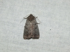 Coenophila subrosea