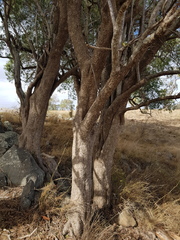Ehretia saligna membranifolia
