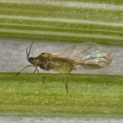 Cavariella aegopodii