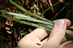 Haplopteris