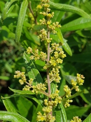 Searsia discolor