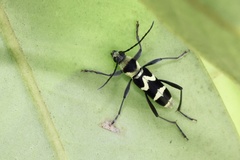 Chlorophorus curtisi