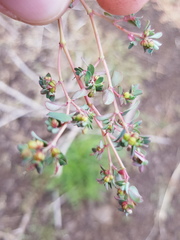 Euphorbia drummondii
