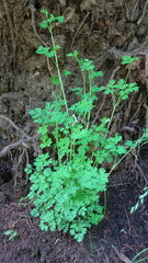 Corydalis capnoides