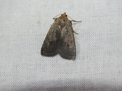 Protolampra sobrina