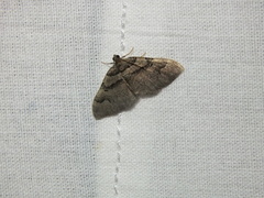 Catarhoe rubidata