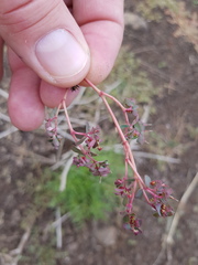 Euphorbia drummondii