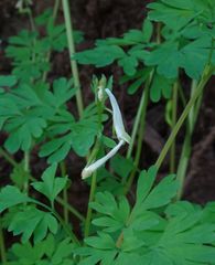 Corydalis capnoides