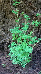 Corydalis capnoides