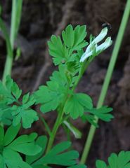 Corydalis capnoides