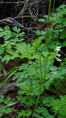 Corydalis capnoides
