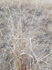 Panicum decompositum