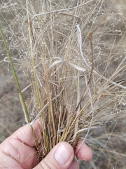 Panicum decompositum