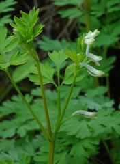 Corydalis capnoides