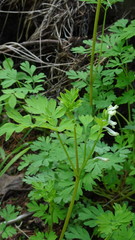 Corydalis capnoides