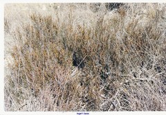 Chrysojasminum fruticans