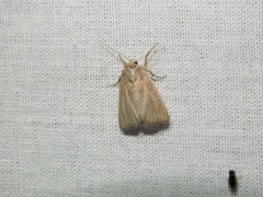 Photedes fluxa