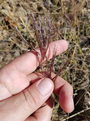 Bothriochloa bladhii