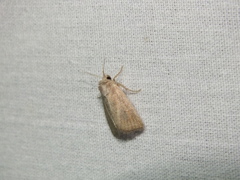 Photedes fluxa