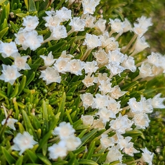 Colobanthus quitensis