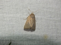 Photedes fluxa