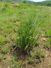 Hypoxis acuminata